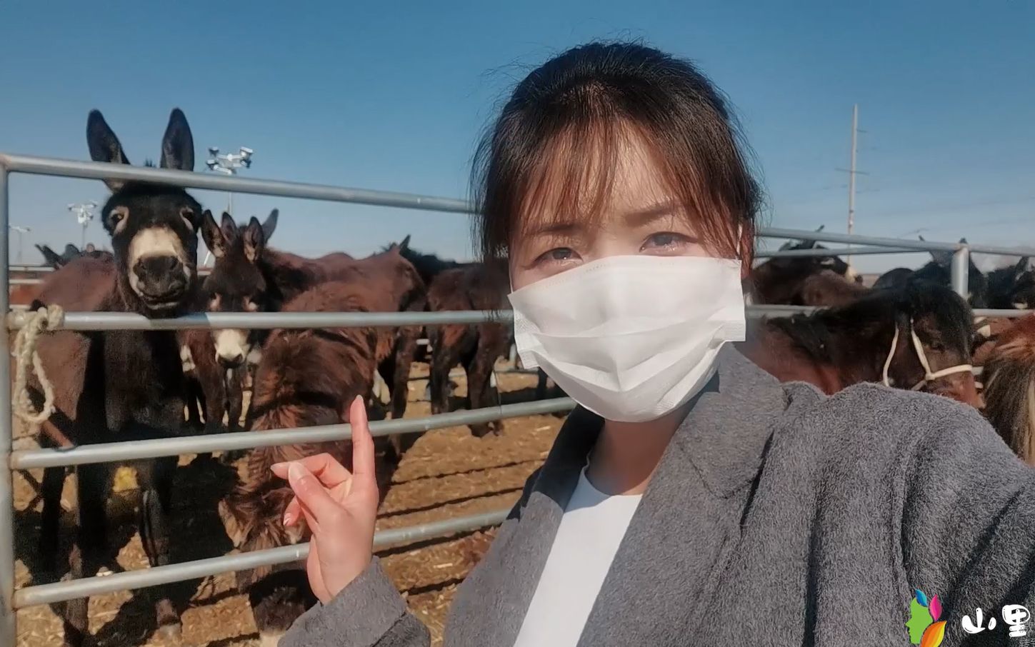 齐齐哈尔甘南驴市这驴掉价了吗一头7000左右这品相贵不贵