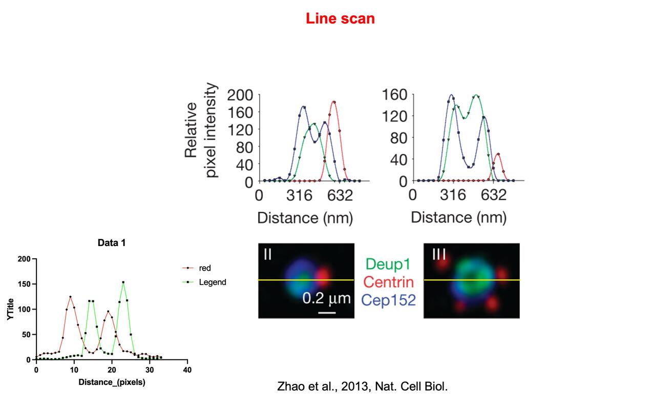 ImageJ IF line Scan imagej if line scan