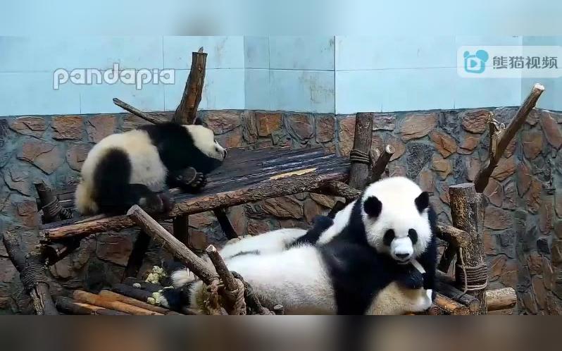 [图]20180521《大熊猫和风绩美绩兰和雨》月亮最白组合。