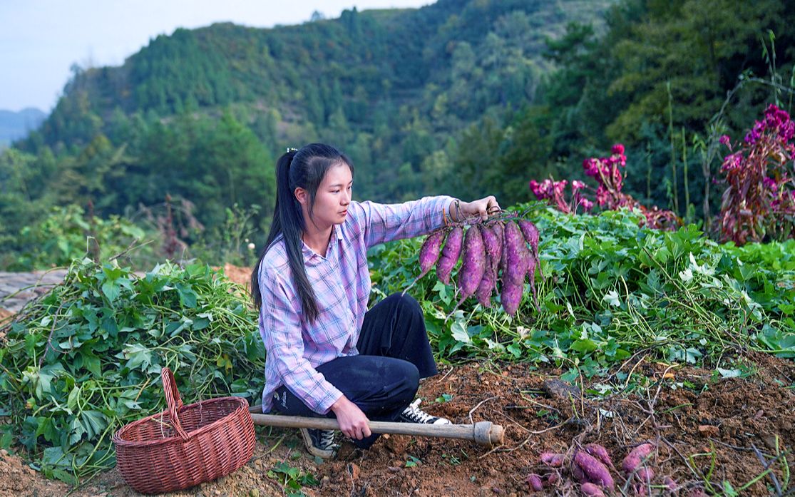 在黄石块地里种了紫薯,没想到它这么能长