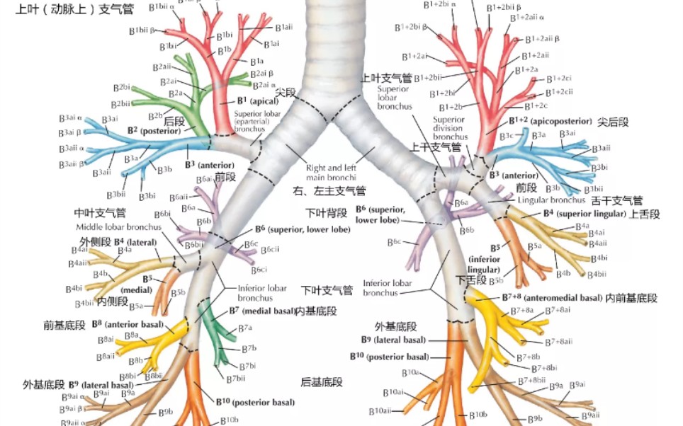 气管镜图谱分段图片