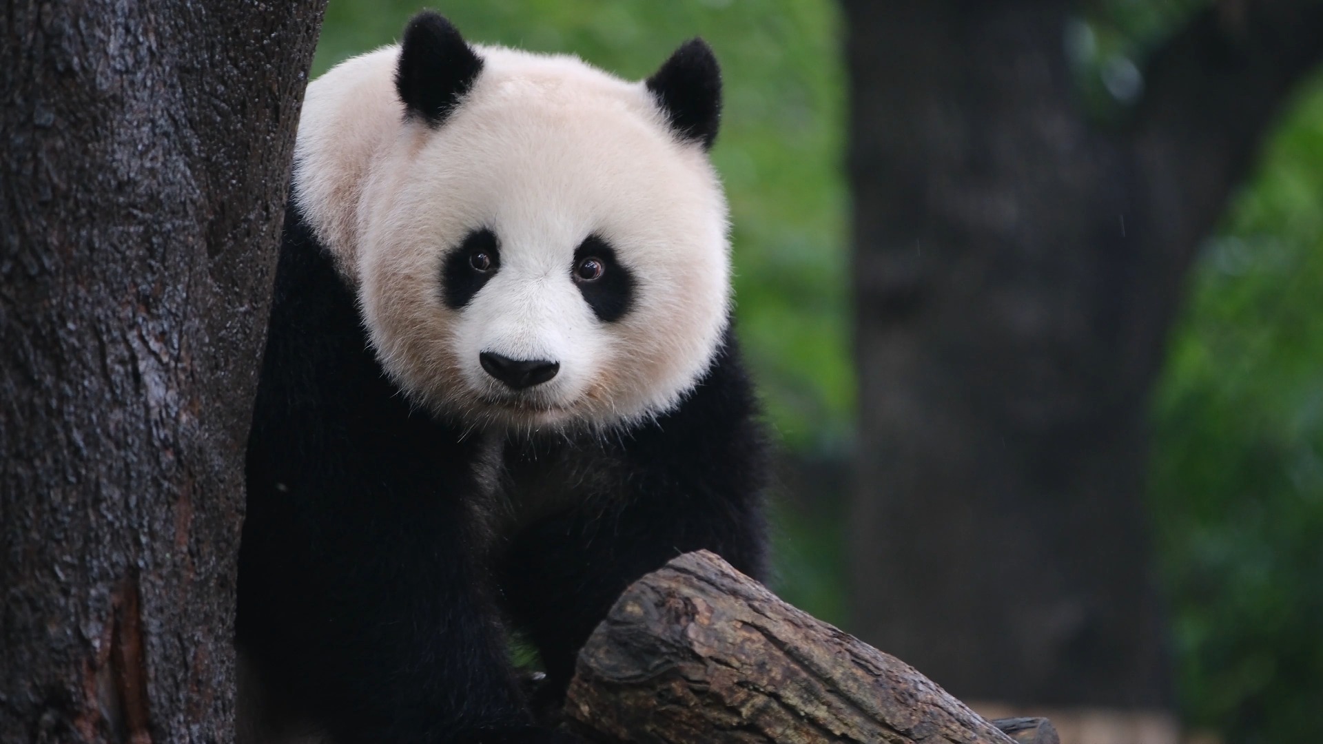 壁纸 大熊猫 动物 1920_1080