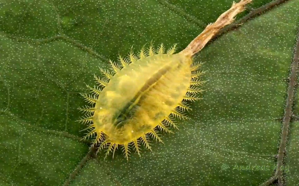 来自厄瓜多尔亚马逊雨林的龟甲幼虫fancytortoisebeetlelarvafrom
