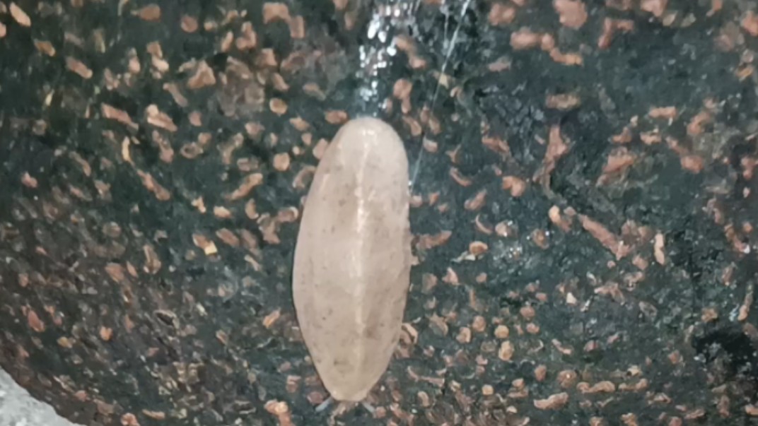 像叶子一样的虫子,身体的粘液一股我弟弟的味道.