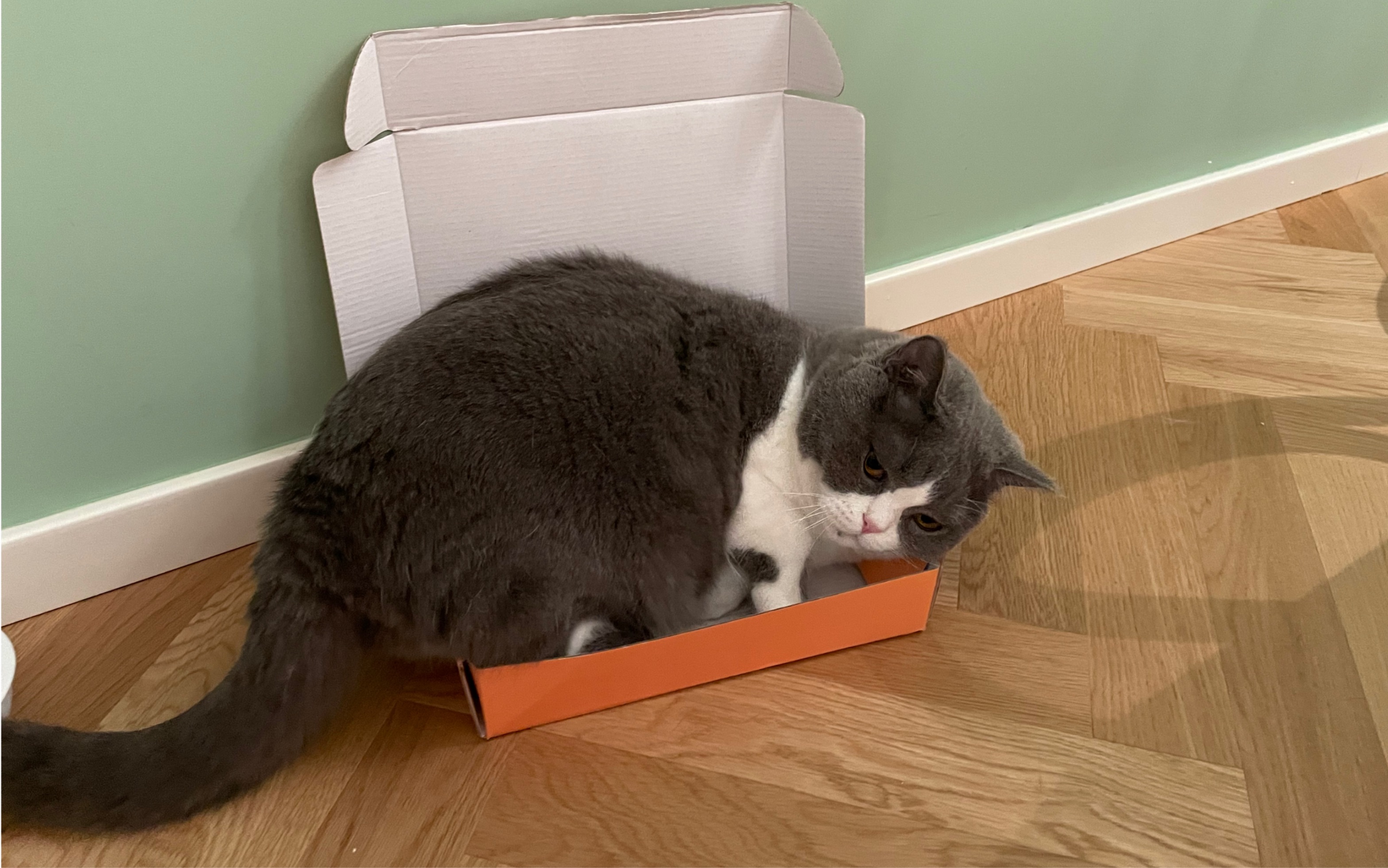 一只对自己体积有错误认知的大肥喵