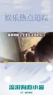 Download Video: 福州大学流浪狗刨土救小猫，感动众人