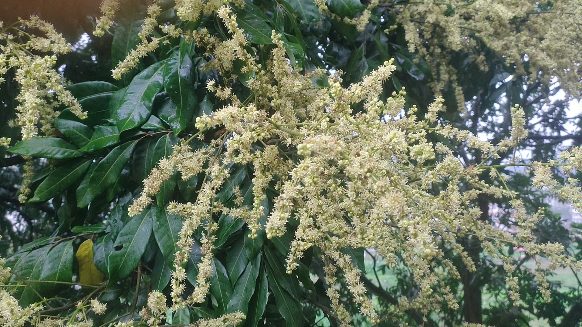 看看在雨中美丽的龙眼花吧