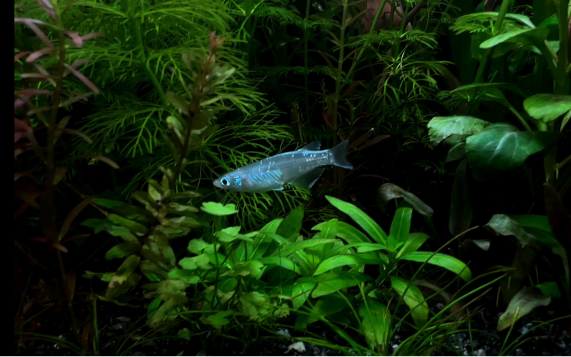 观背青鳉 之 不只上面是天堂 草缸 三无缸 无过滤无加热无二氧化碳