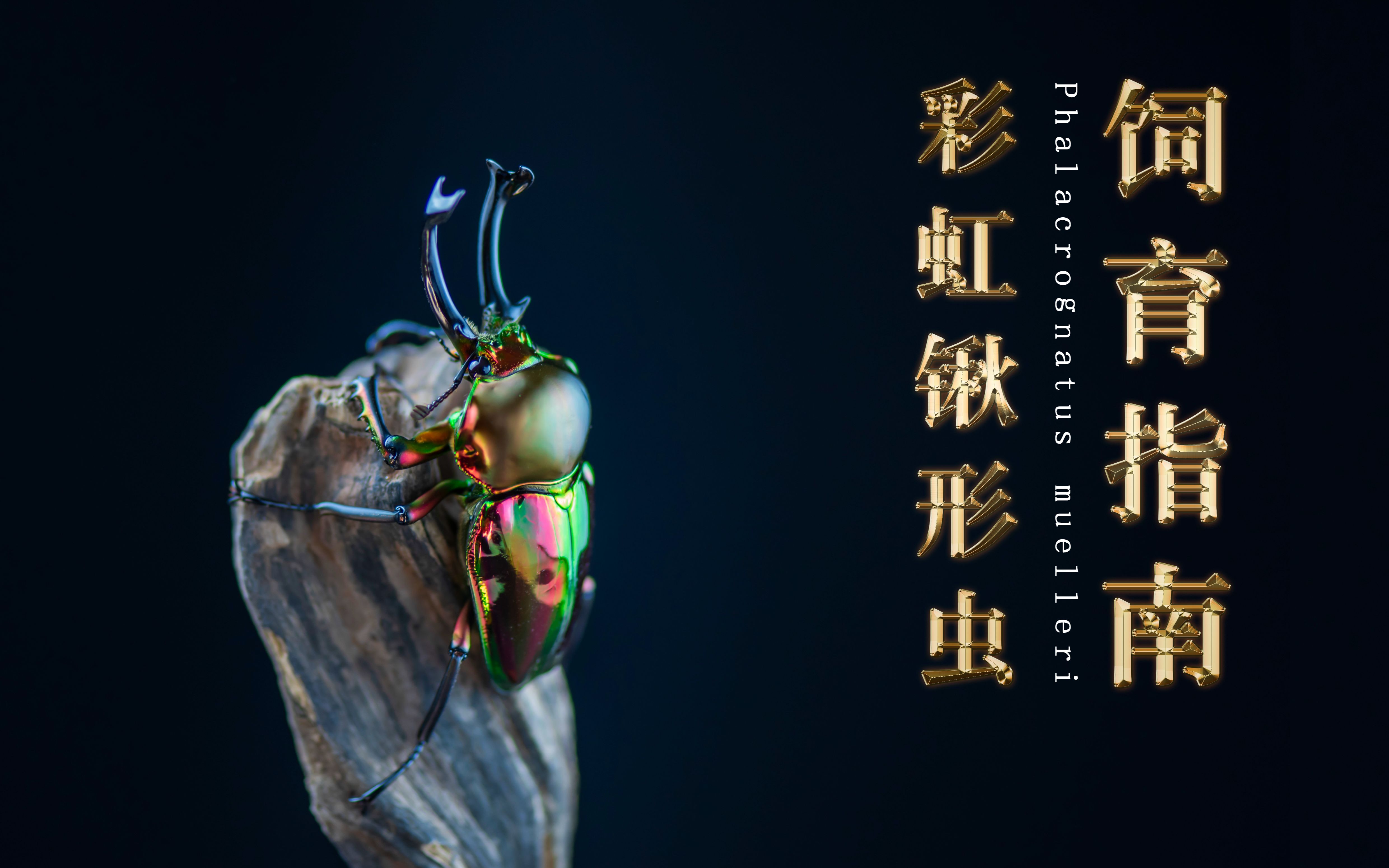 【甲虫饲育】彩虹锹形虫的介绍和繁殖饲育全攻略