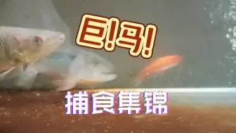 Download Video: 【马口】华流才是顶流!