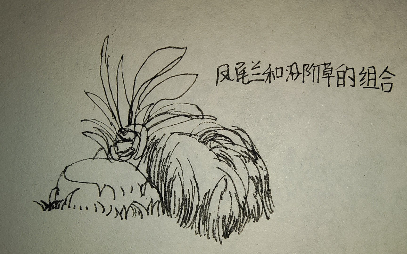 我的绘画学习 day 6 | 凤尾兰_哔哩哔哩_bilibili