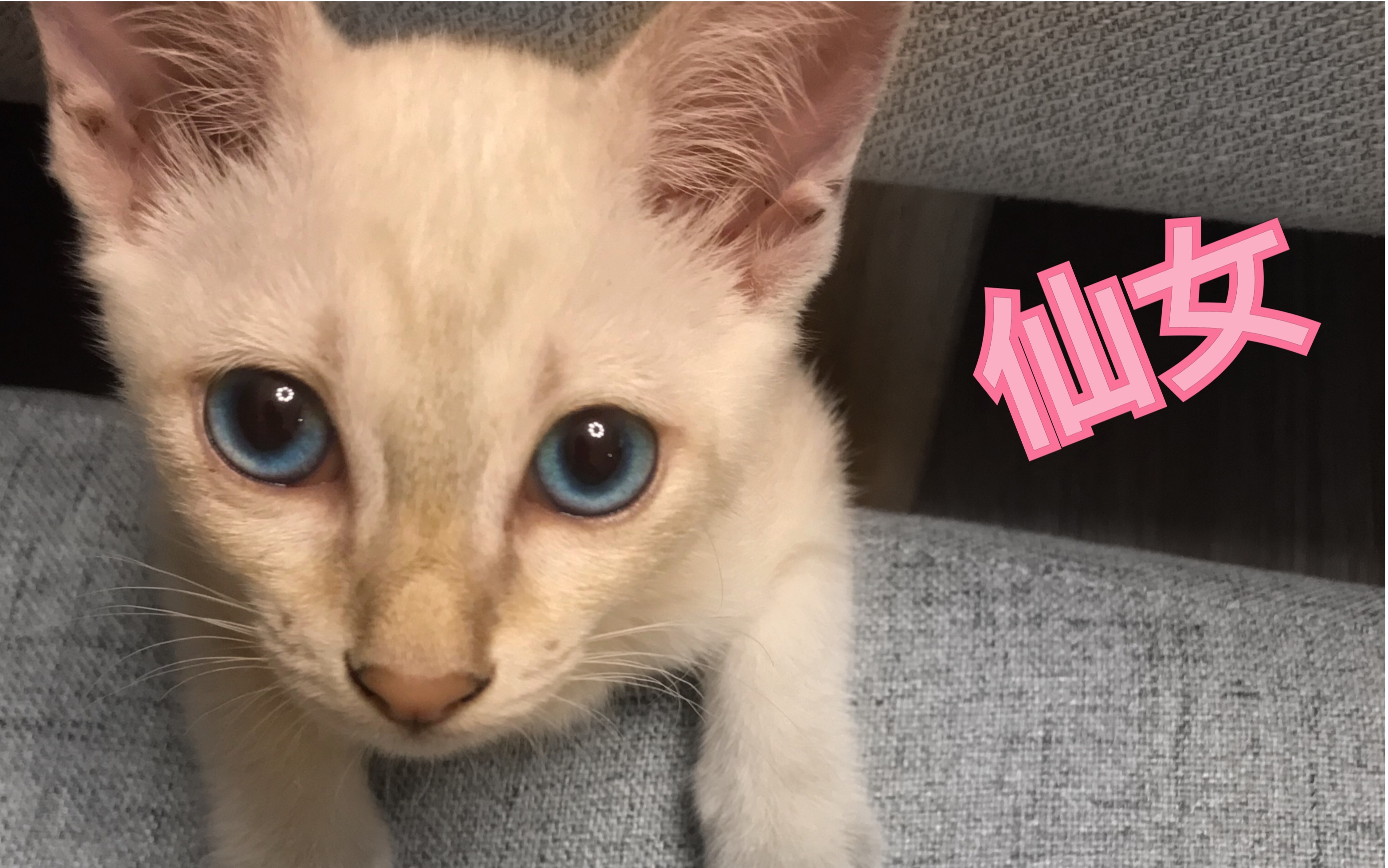 放下仙女架子的小暹罗momo_哔哩哔哩 (゜-゜)つロ 干杯~-bilibili