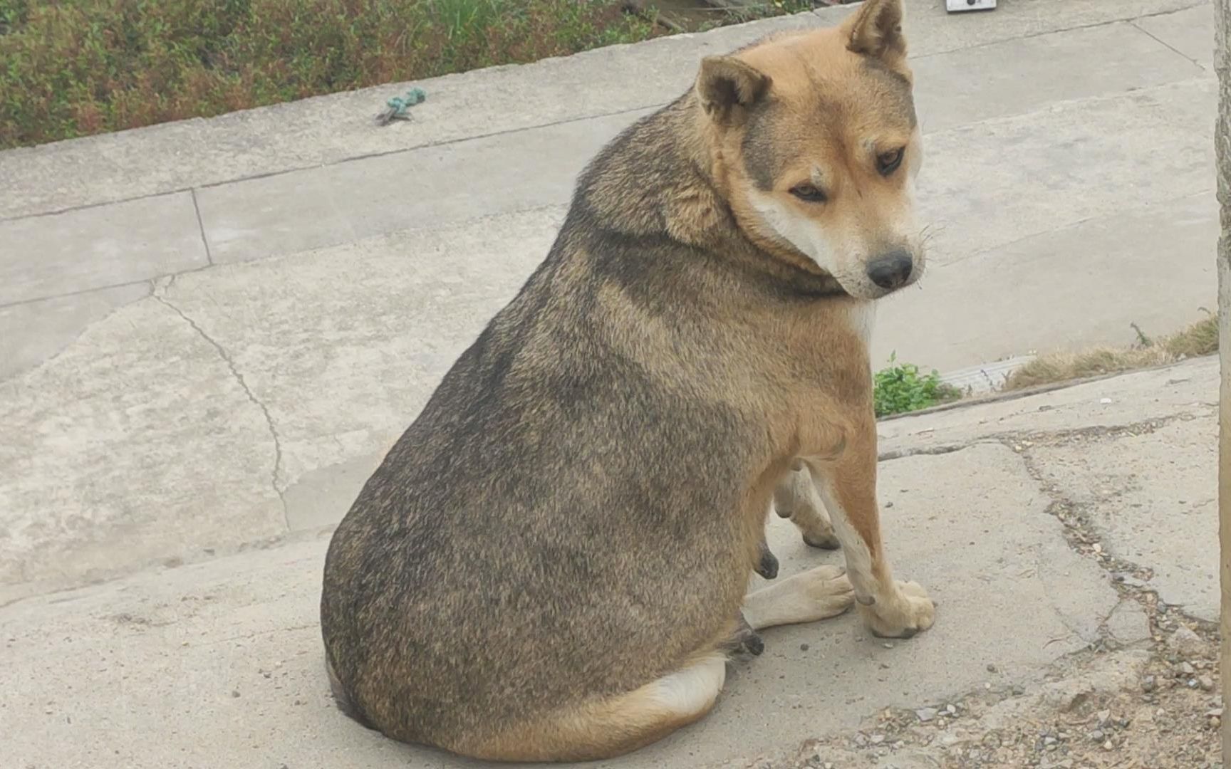 胖狗是怎么养的,中国最胖中华田园犬值得大家学习,一口一个包子哔哩哔哩bilibili