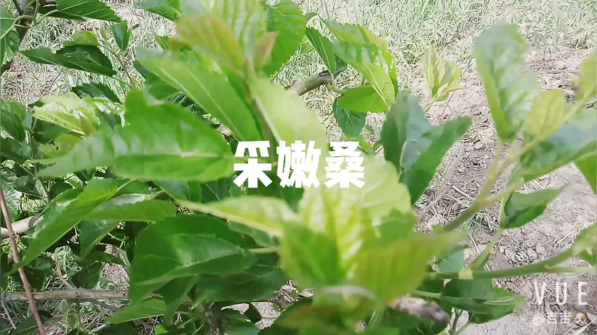 中医小学生—桑麻丸制作Day01采嫩桑哔哩哔哩bilibili