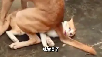 Download Video: 猫：我累了