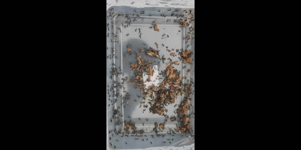 南宁武鸣野采蚂蚁,梅氏多刺蚁_哔哩哔哩_bilibili