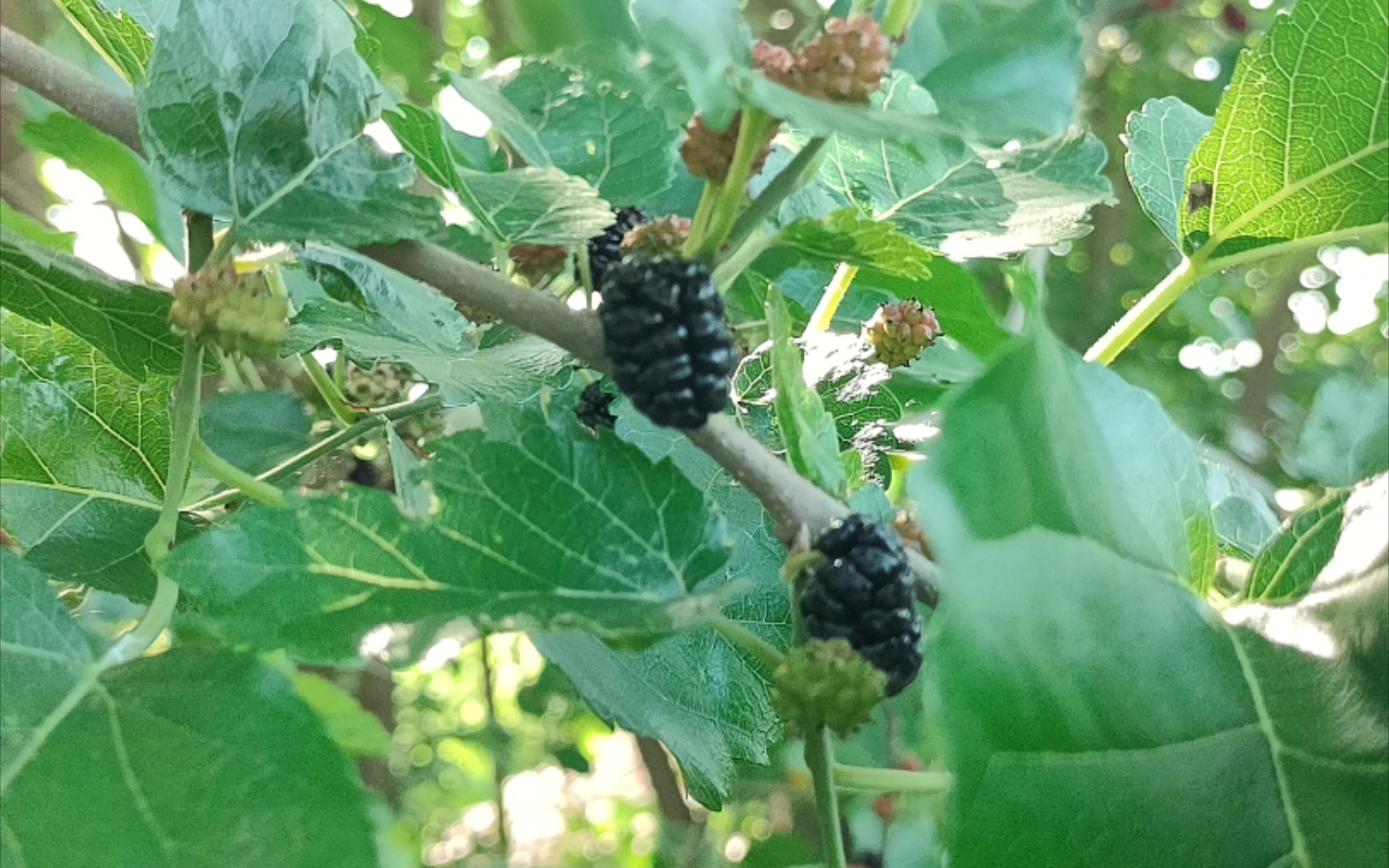 阳光正好,吃点野桑葚补补叭