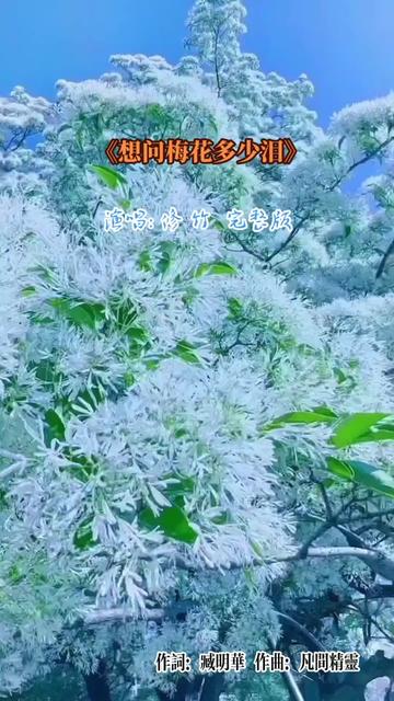 情緣如流水往事難回味,相思無盡唯有淚相陪;雪花飄紅梅流下相思淚,不