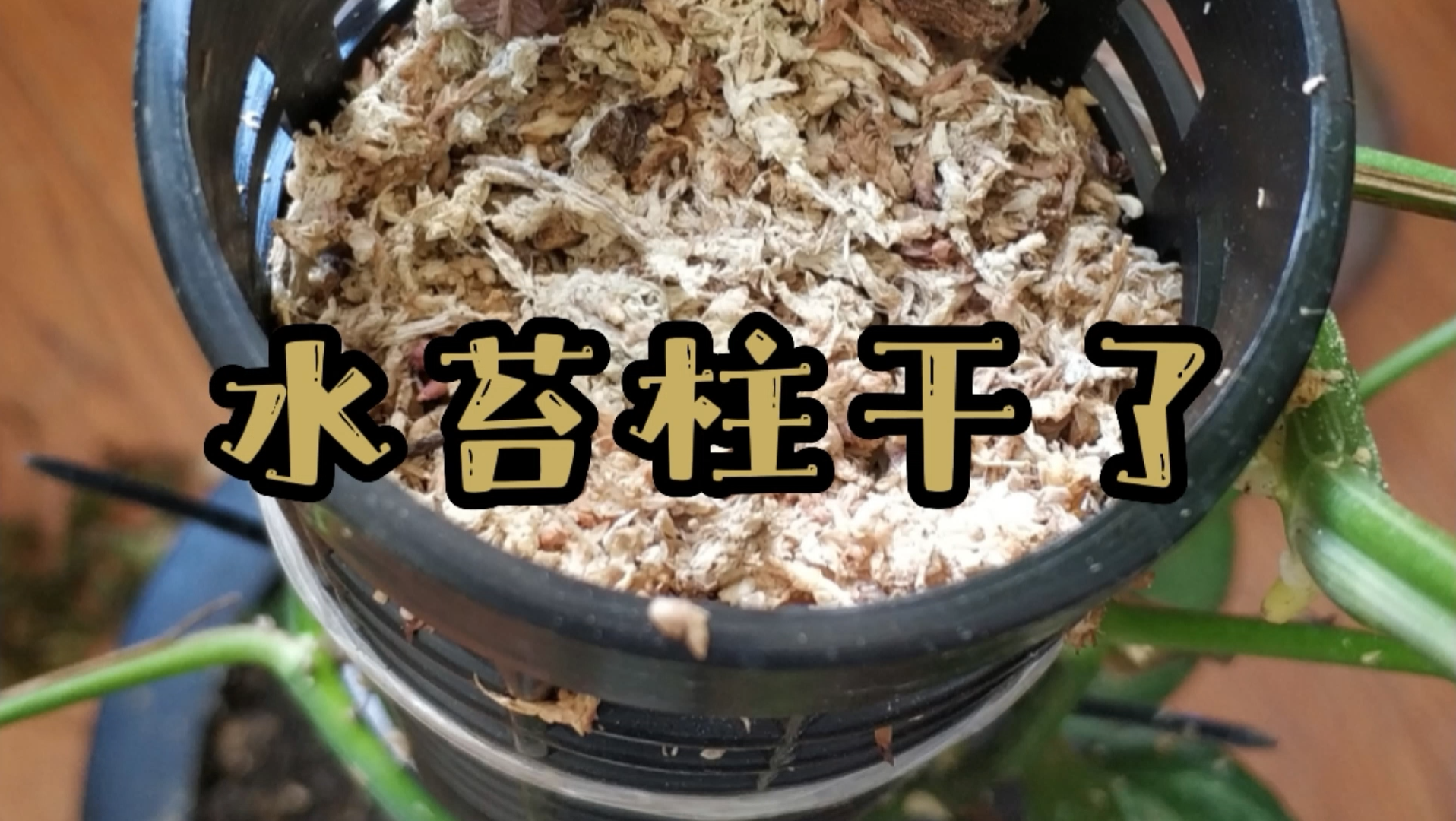 [图]【第75期】DIY水苔柱补水神器