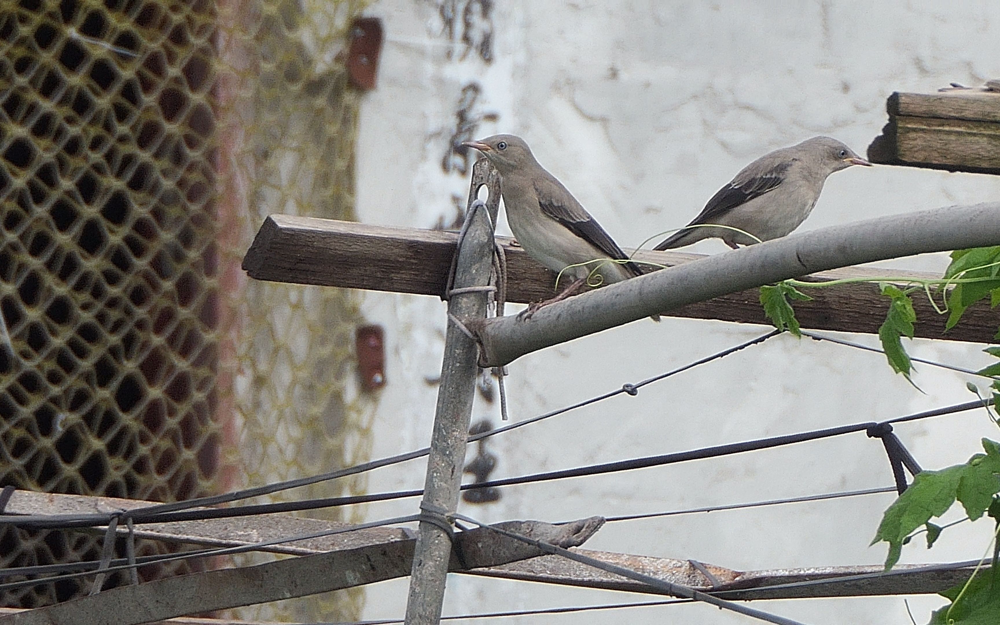 两只灰背椋鸟幼鸟