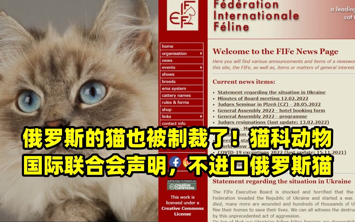 俄罗斯的猫被制裁图片