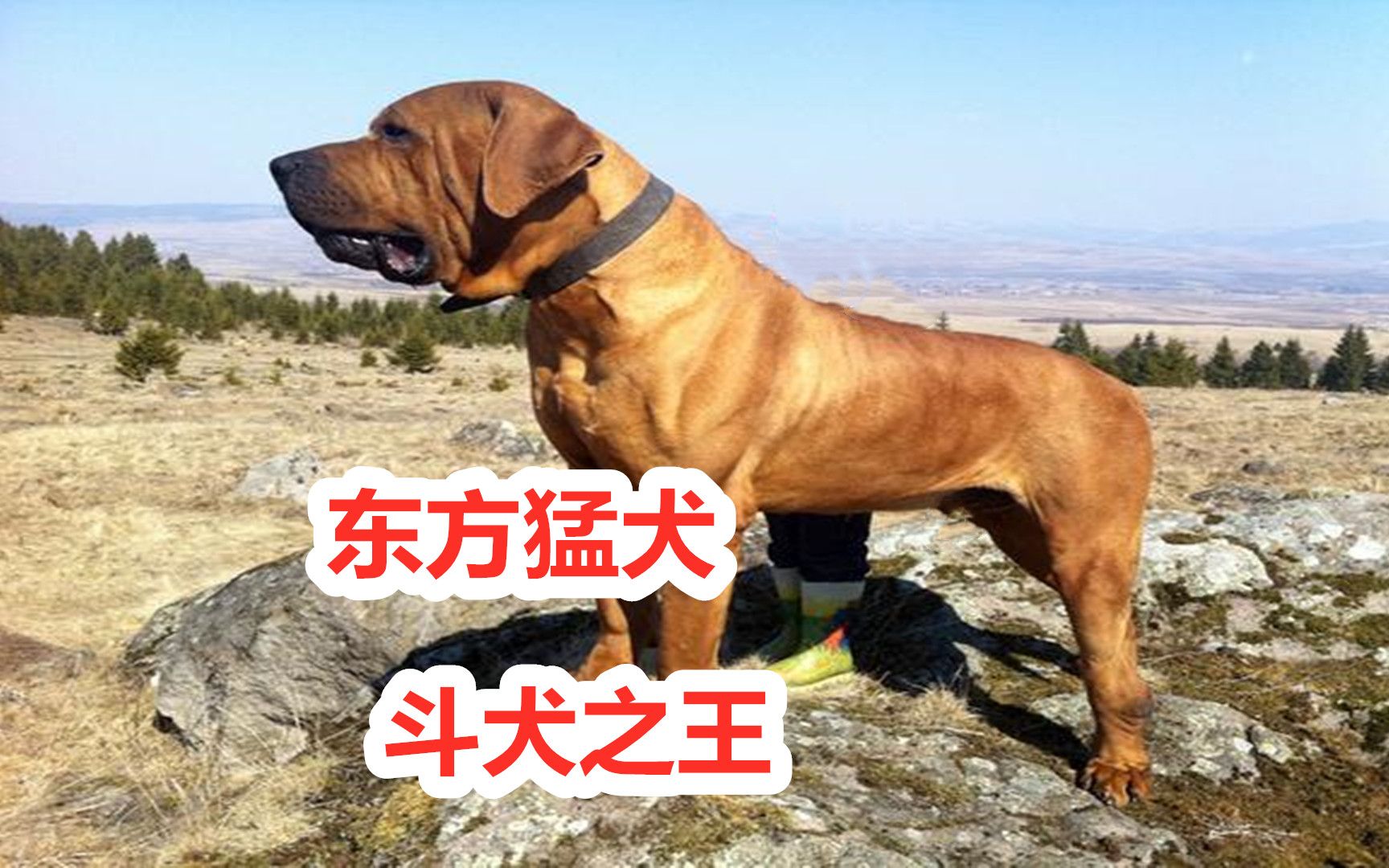 东方顶级斗犬,日本土佐犬咬合力完胜比特犬,战斗力碾压藏獒哔哩哔哩bilibili