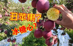 Descargar video: 同样都是丑苹果，大凉山和昭通哪个更好呢