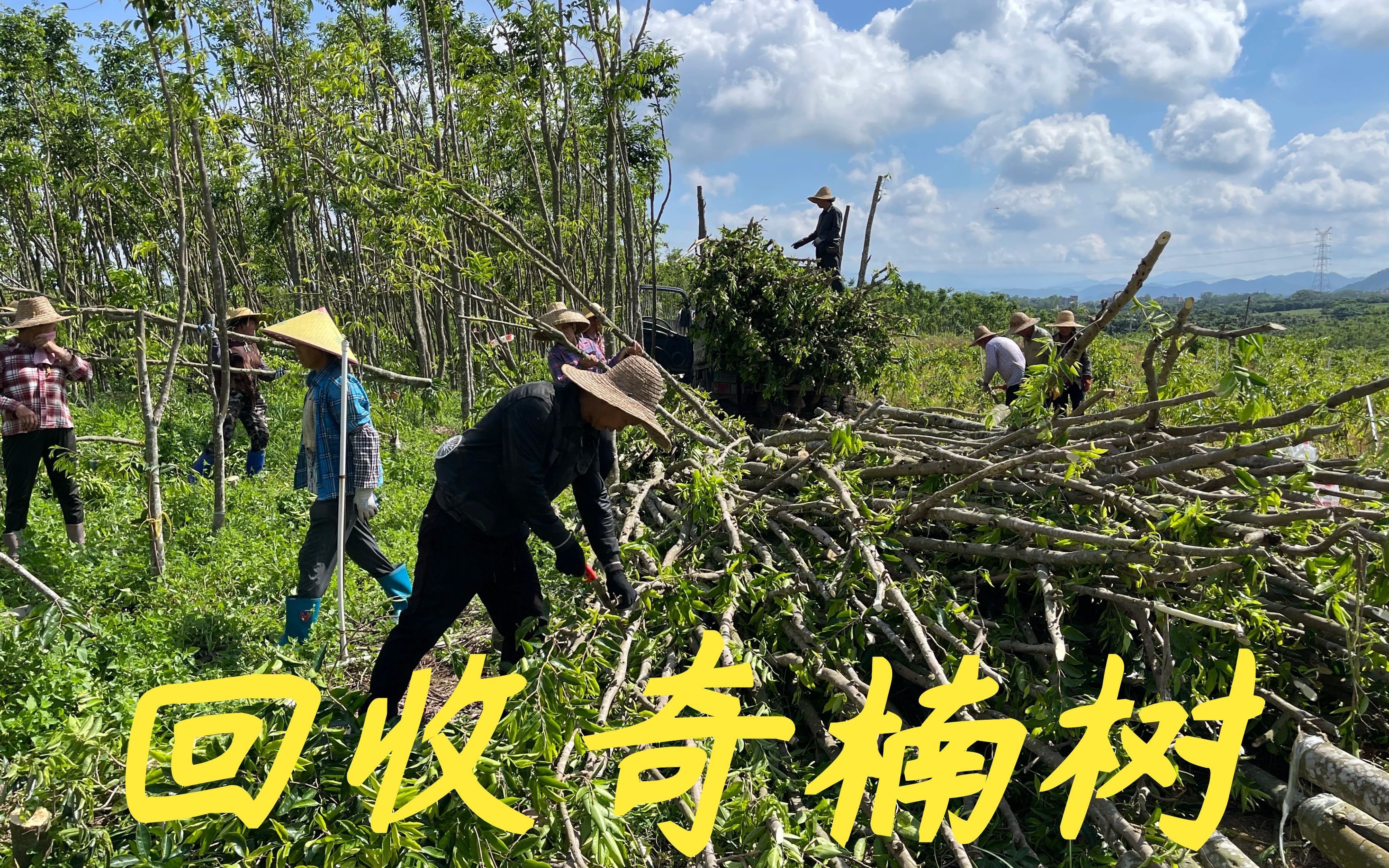 老林跟香农回收2000棵奇楠沉香树,每棵价格1500一共3000000成交哔哩哔哩bilibili