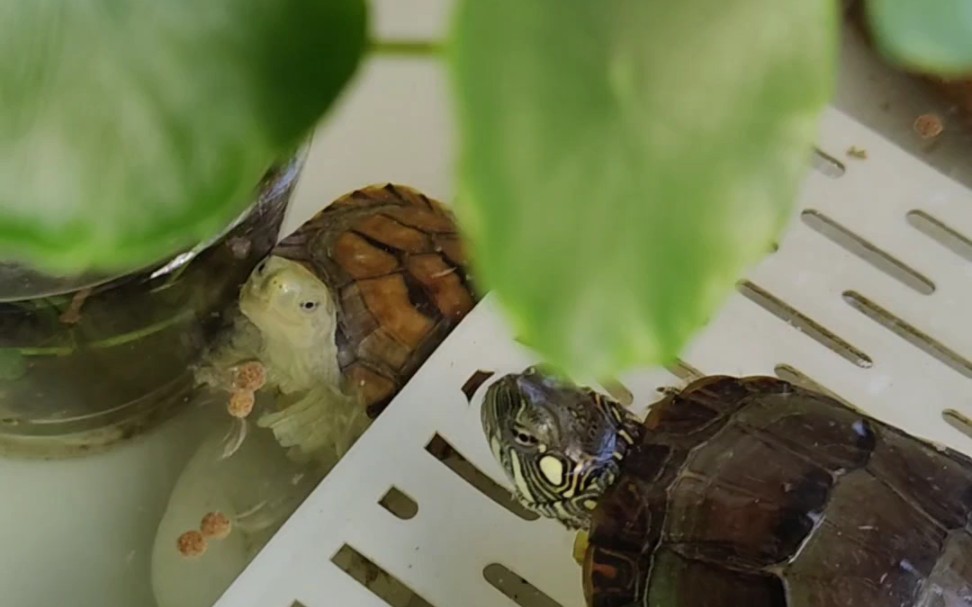 小乌龟掉皮很夸张耶