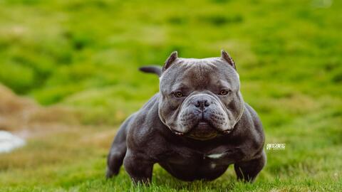 秉秉出品 阿城恶霸犬舍当家种公 中国制造 宣传视频发布 哔哩哔哩