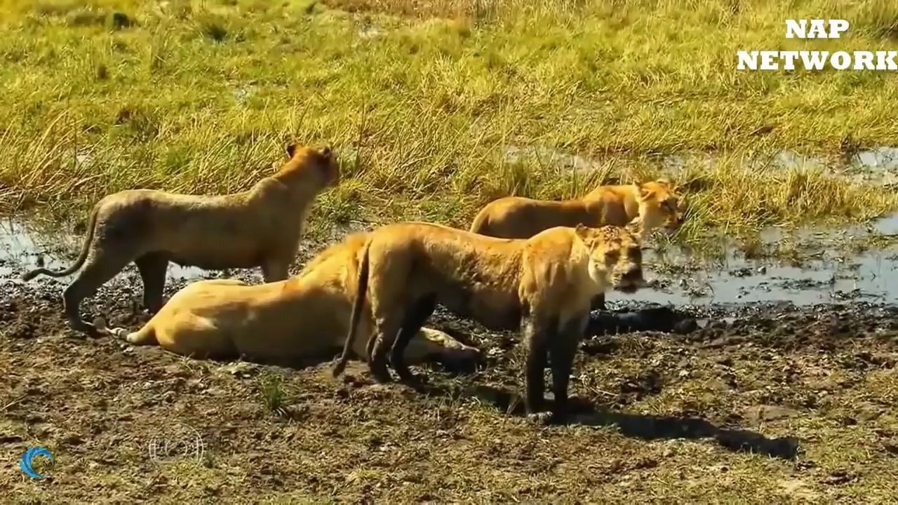狮子保护幼崽真实野生动物生存现状