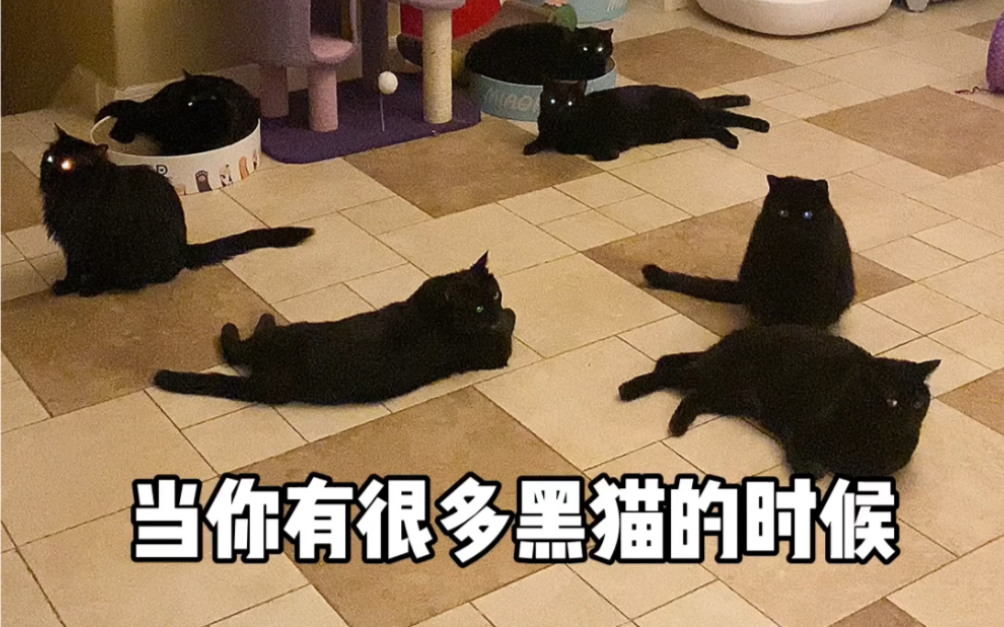 当你有很多黑猫的时候,处处是猫眼哔哩哔哩bilibili