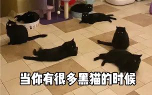 Download Video: 当你有很多黑猫的时候，处处是猫眼