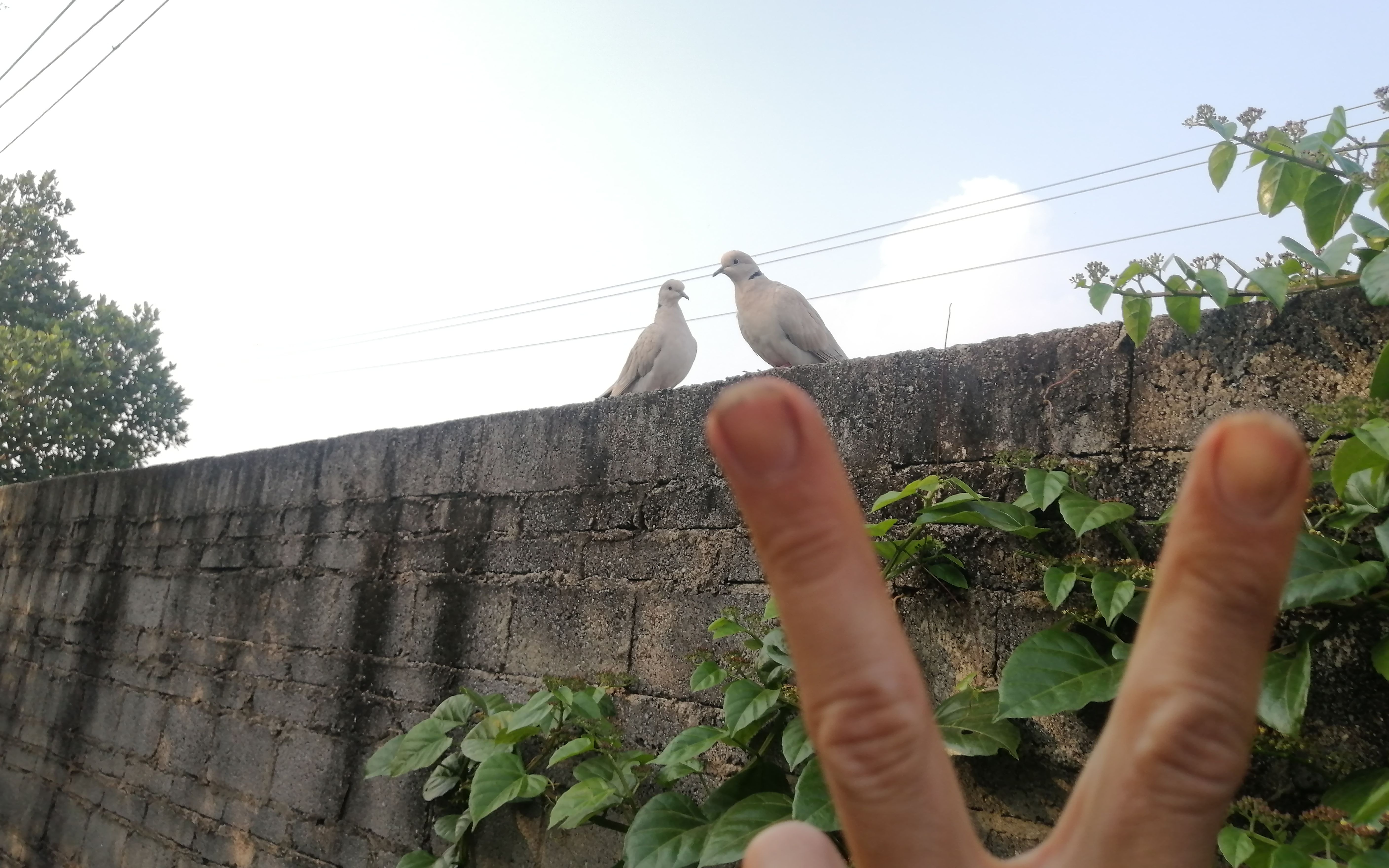 活动作品原来这两只白化灰斑鸠是别人养的