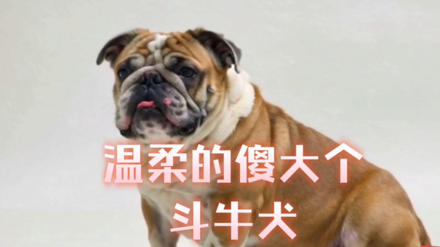 抖音斗牛犬=抖音斗牛犬特效怎么弄