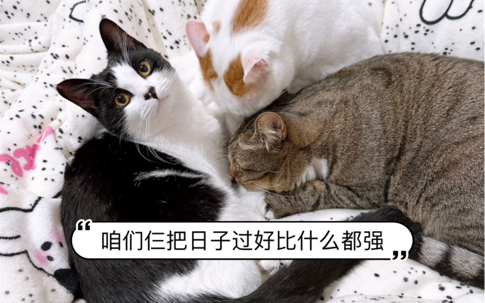 燃起来了猫咪表情图片