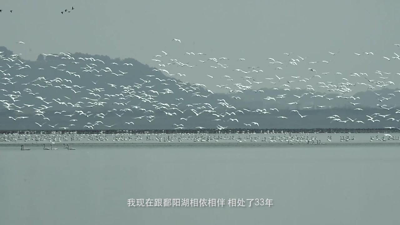 [图]《让候鸟飞》纪录片