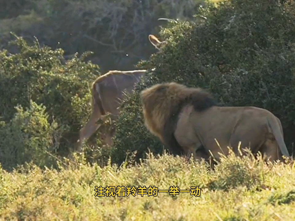 雄狮埋伏在暗处捕猎羚羊