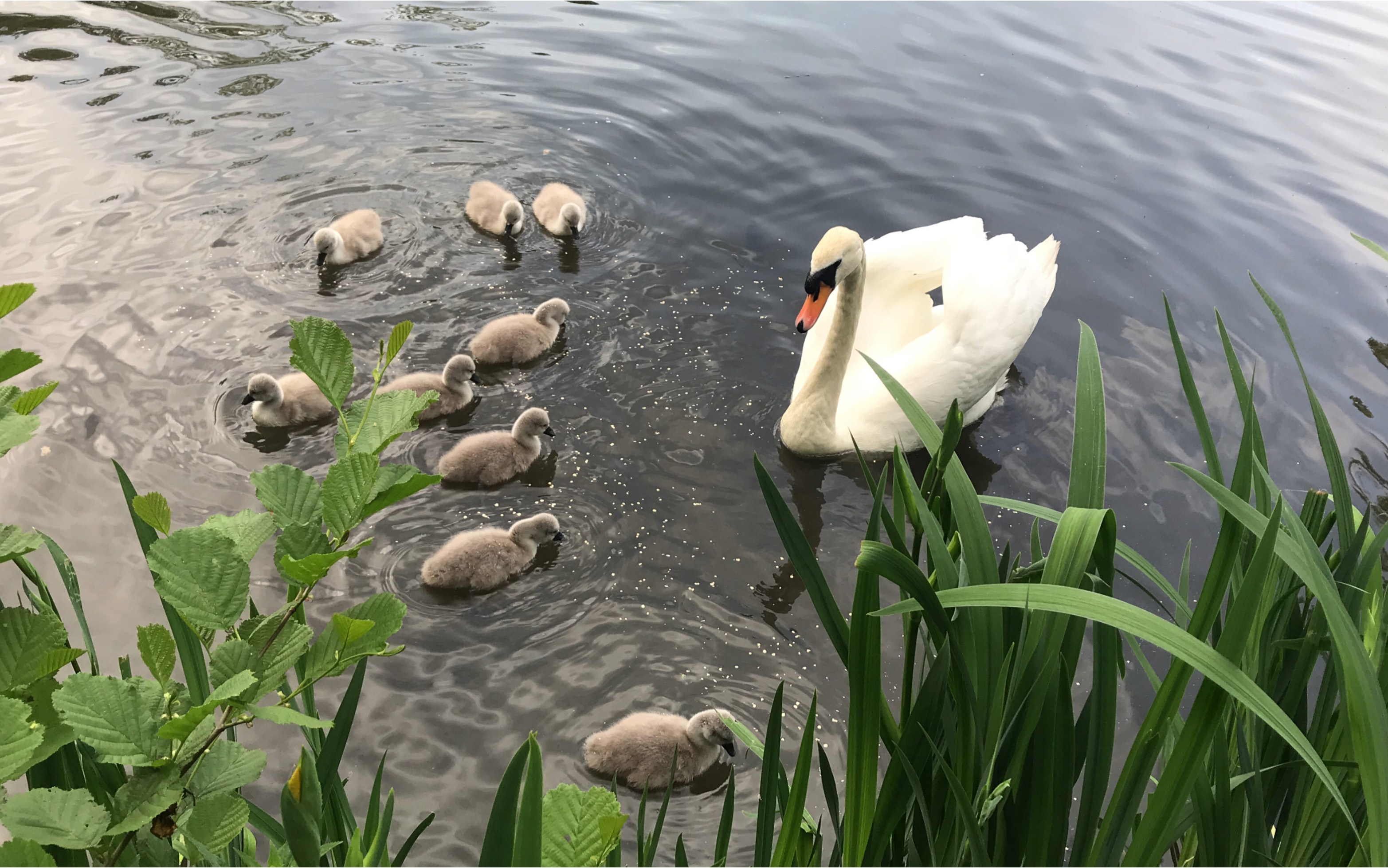 白天鹅幼崽专场 献给在雷丁最好的朋友