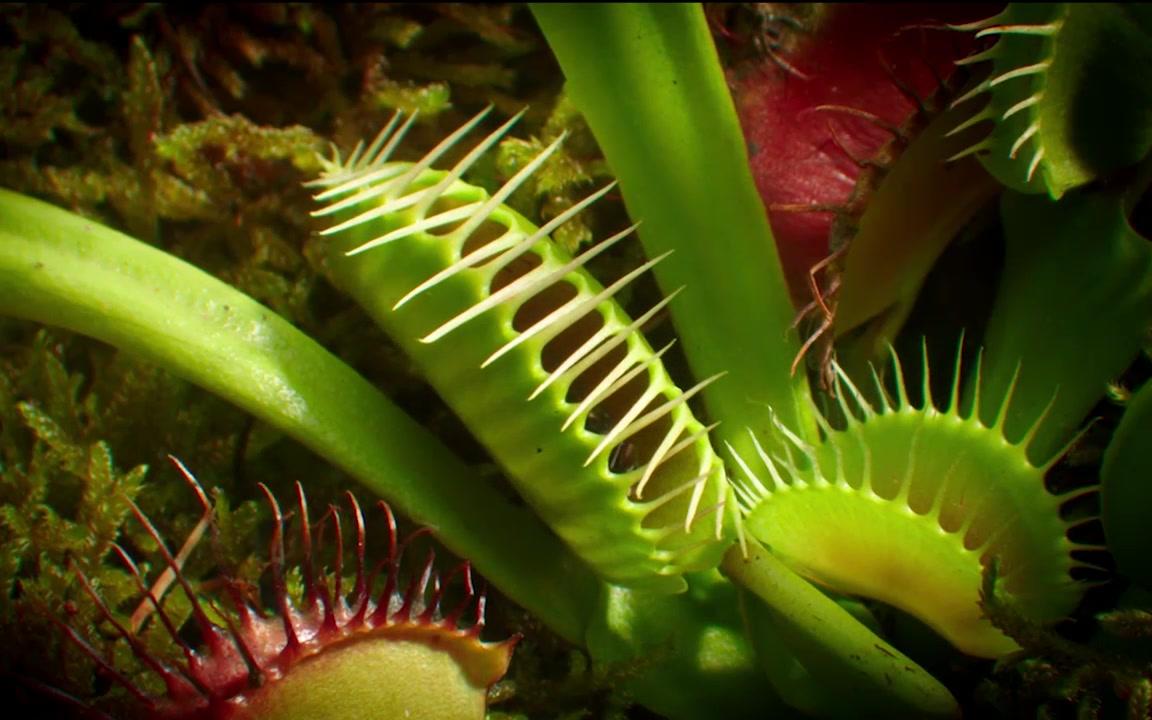 实拍食人花吃掉无辜昆虫宝宝~_哔哩哔哩 (゜-゜)つロ 干杯~-bilibili