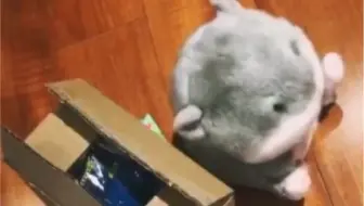 〖姚琛〗姚老师，请你清醒点，斥巨资买的向日葵还没开花，你就想炒瓜子啦？？？