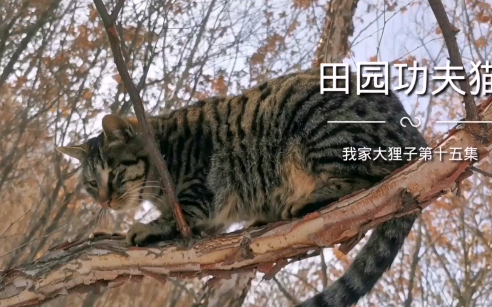 狸花猫我家的大狸子上山溜猫归来第十五集人家排队回家了它们几个还没