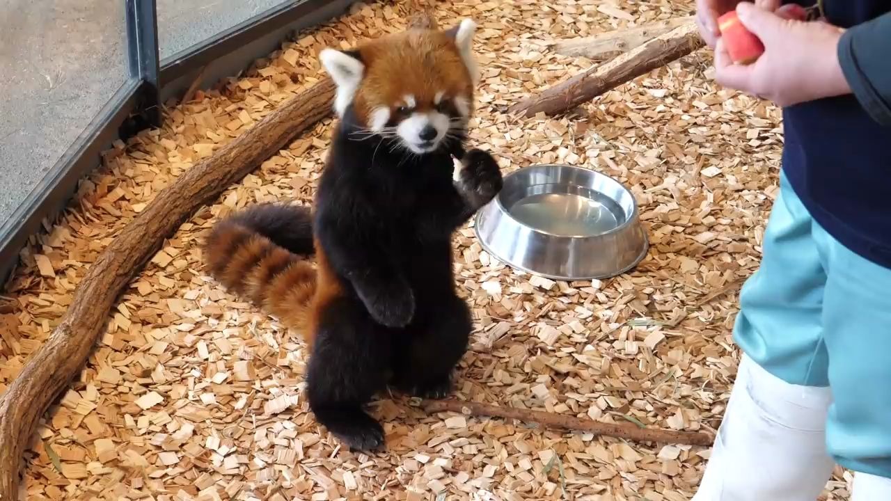 干脆面10秒萌化你的心