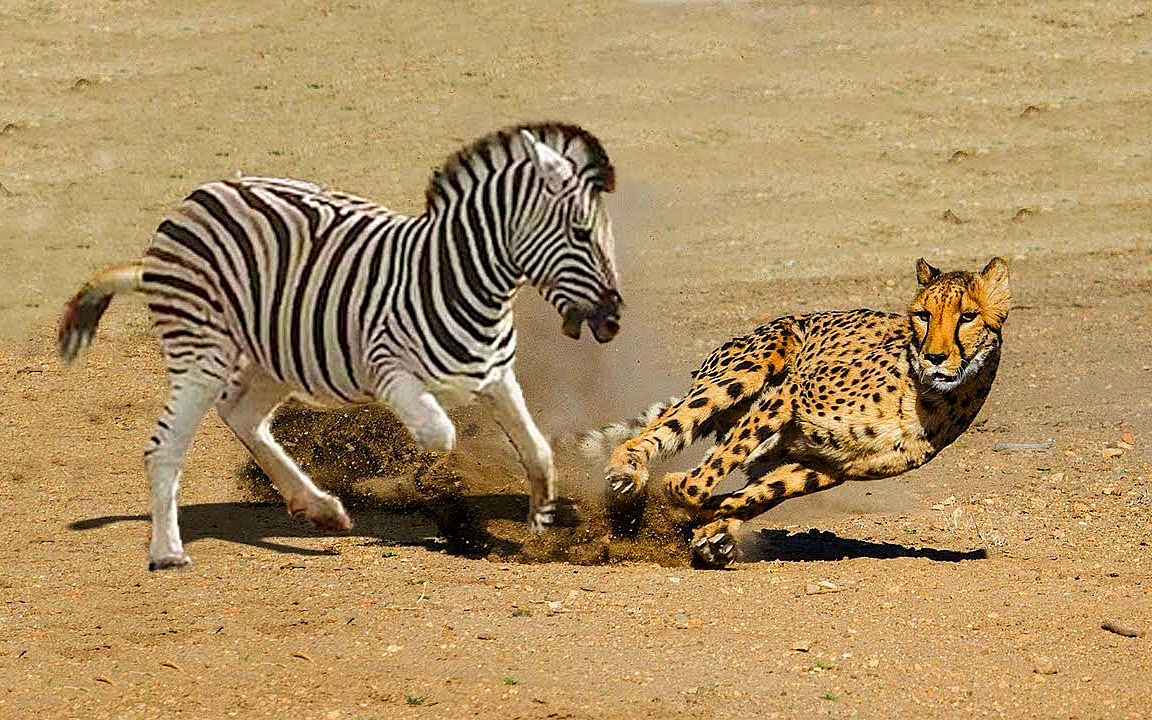 豹子捕猎小斑马,结果却被斑马妈妈踢翻在地,镜头记录下全过程!