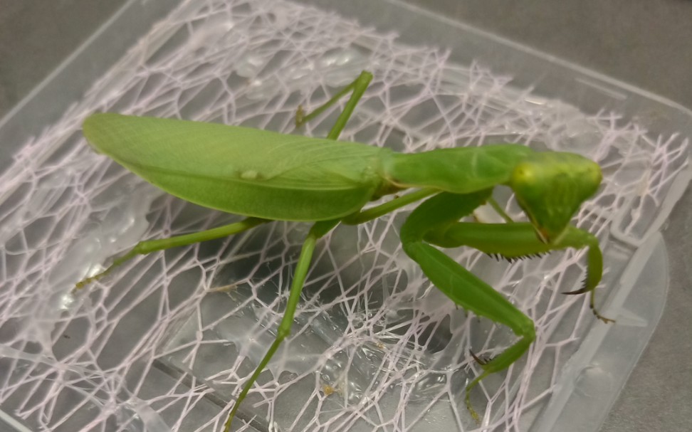 广斧螳螂羽化_哔哩哔哩_bilibili