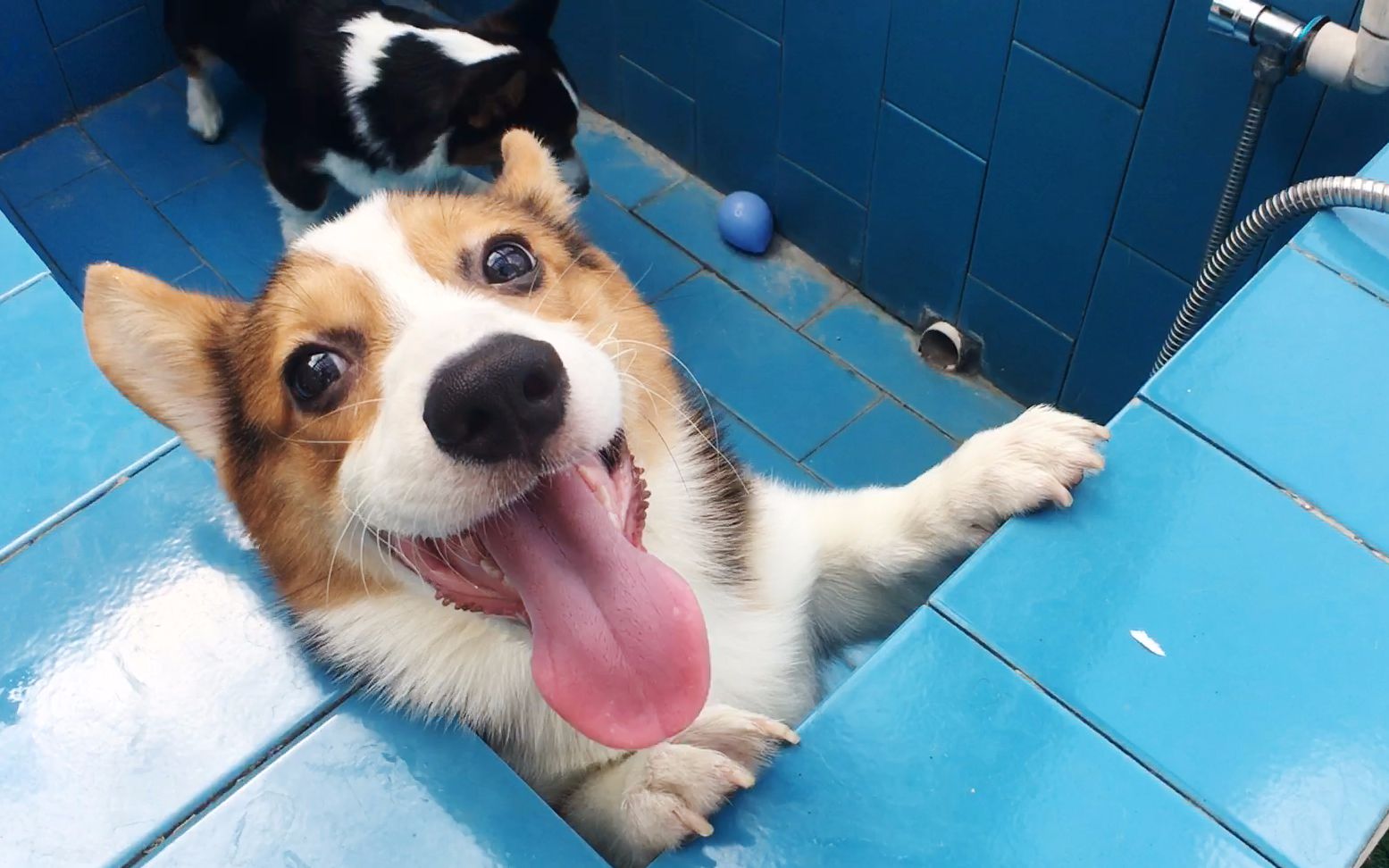 算是开启狗刨的新招式吗【柯基·小短腿duby】