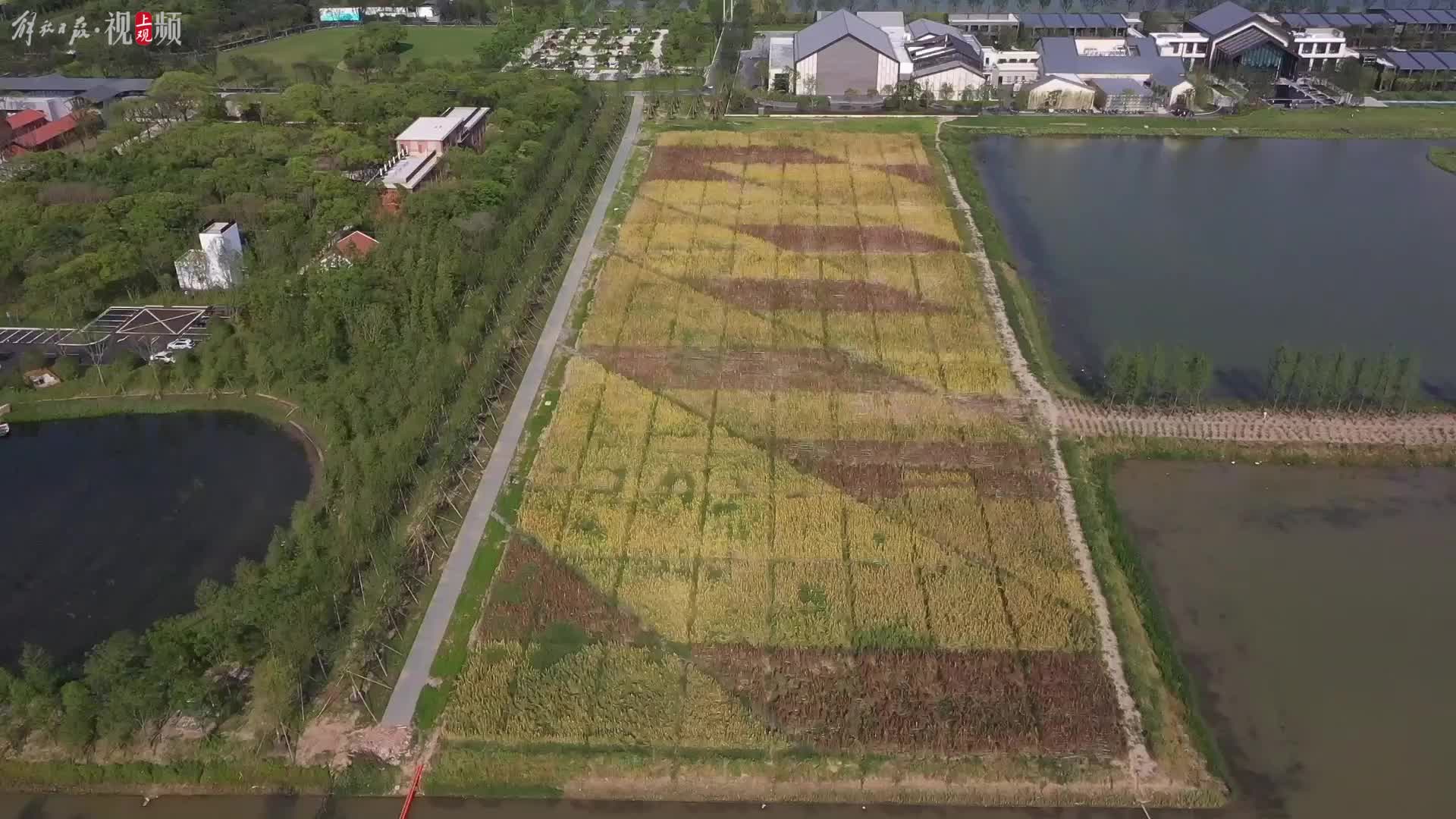 南美“超级谷物”上海也种上了!五彩藜麦田惊艳花博园哔哩哔哩bilibili