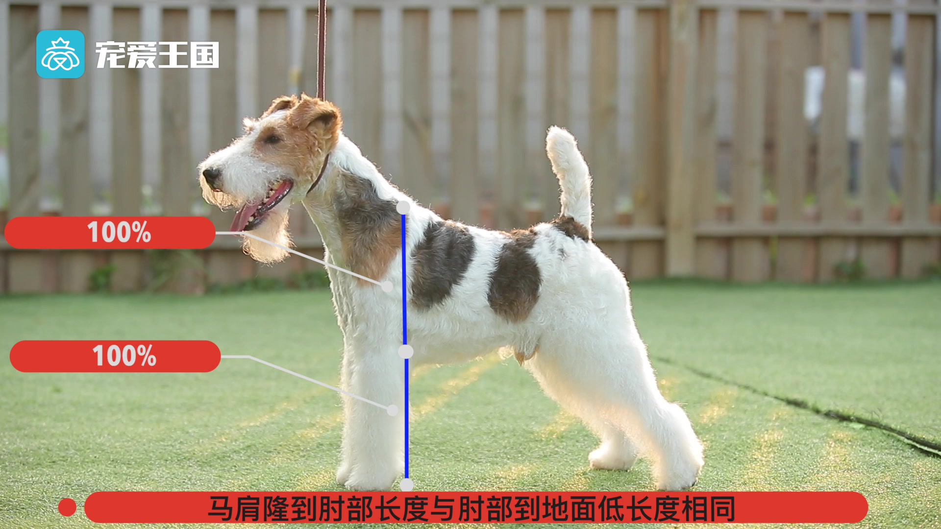 带你了解纯种犬之刚毛猎狐梗哔哩哔哩bilibili