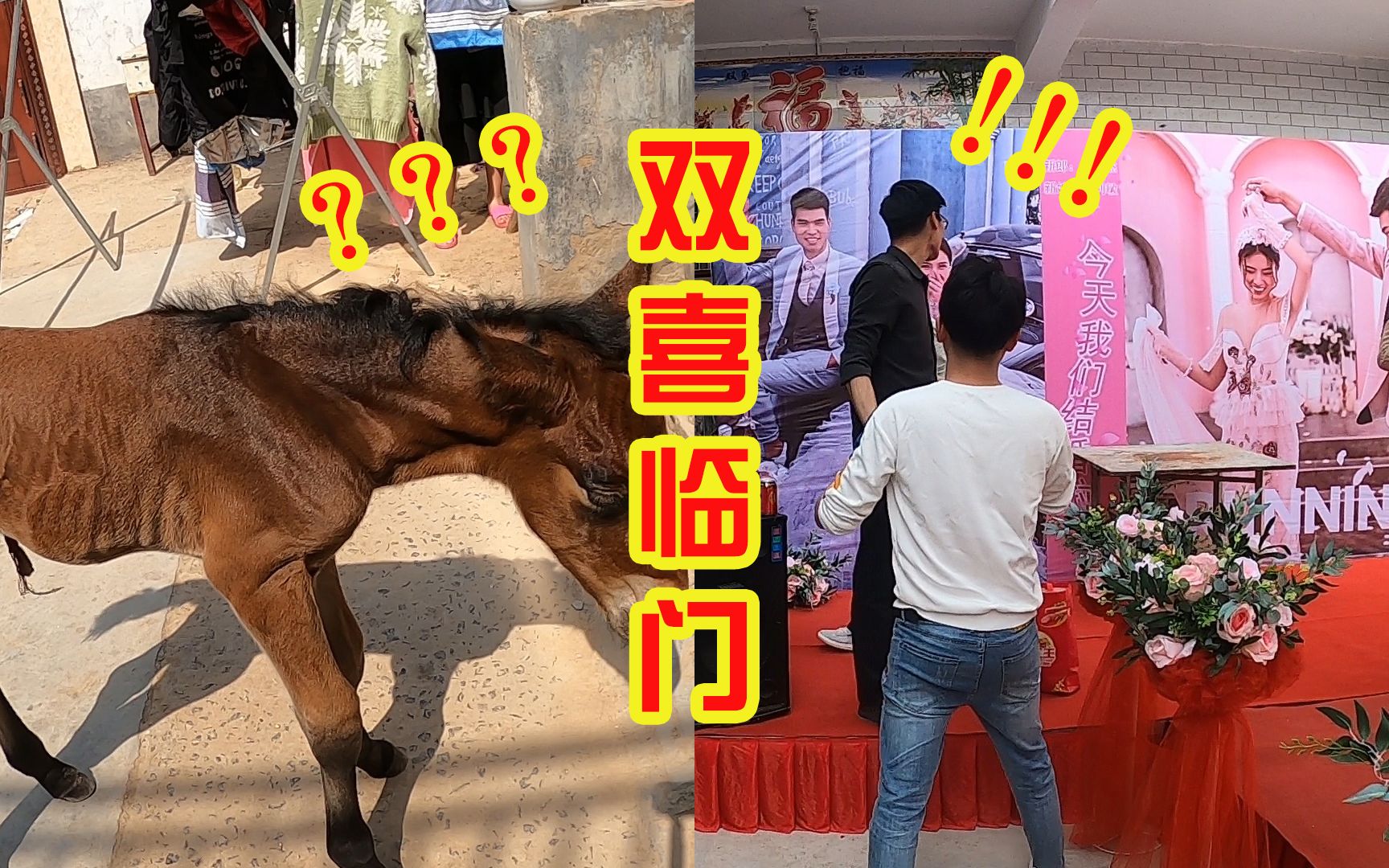 今天有两个好消息,朋友结婚,马下崽,搞事情啊!