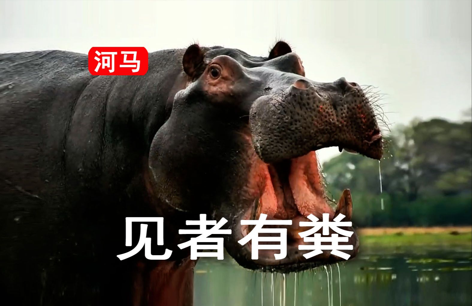 河马,无鳄不坐,搞笑动物科普